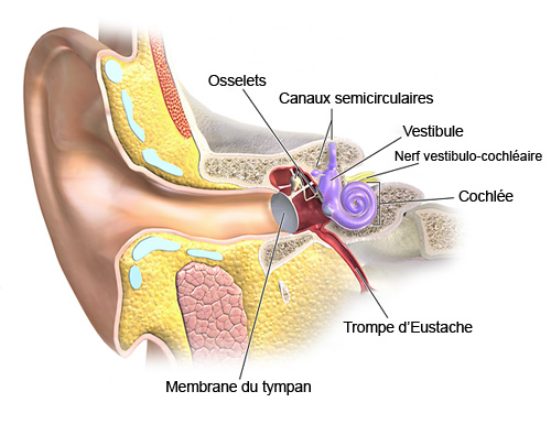 Système vestibulaire - oreille